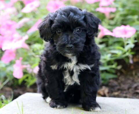 Benny Mini Poodle