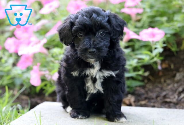Benny Mini Poodle image