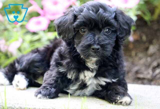 Benny Mini Poodle2 image