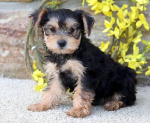 Benny Yorkie