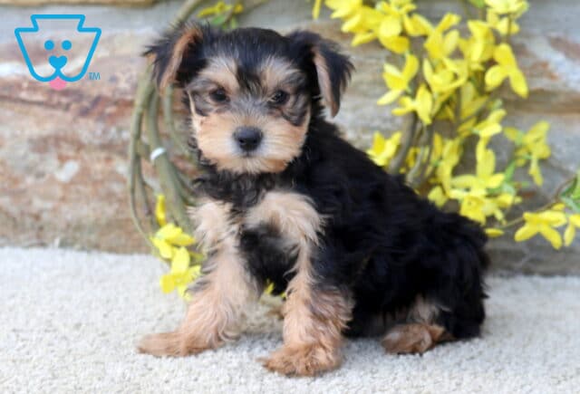 Benny Yorkie image