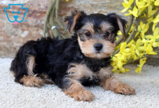 Benny Yorkie2 image