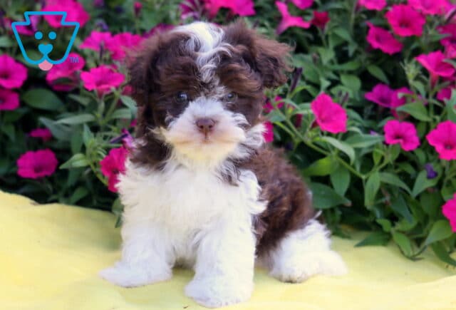 Benson Havanese image