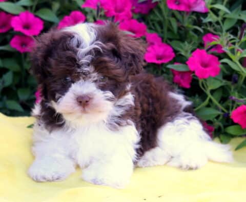 Benson Havanese2