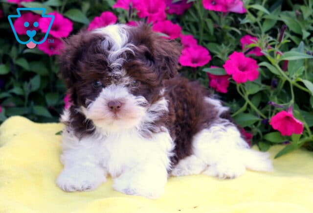 Benson Havanese2 image