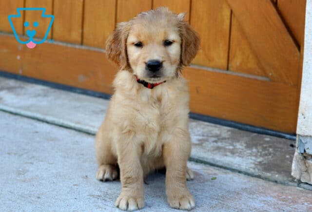 Golden Retriever puppy sitting on a concrete surface in front of a wooden fence, wearing a red collar. image