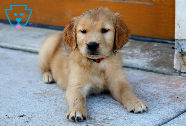 Golden Retriever puppy lying on a concrete surface in front of a wooden fence, wearing a red collar. image