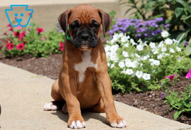 Biggie Boxer image