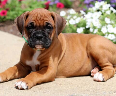 Biggie Boxer2