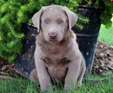 Biggie Lab