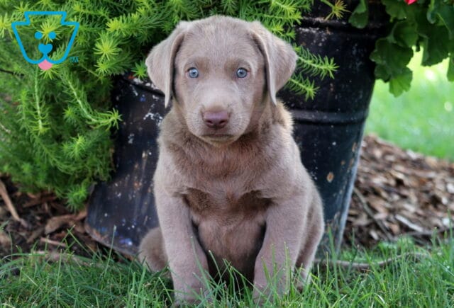 Adorable Silver Labrador Retriever puppy sitting in the grass with striking blue eyes, looking straight at the camera in front of a flower pot. image