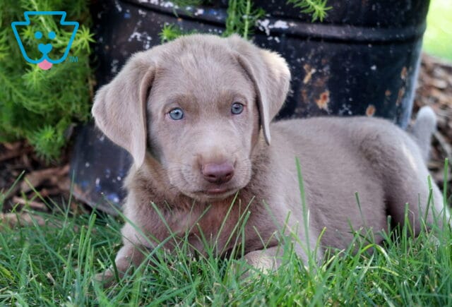 Sweet Silver Labrador Retriever puppy lying in the grass with soft silver fur and bright blue eyes, looking off to the side near a flower pot. image