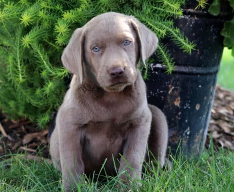 Billy Lab