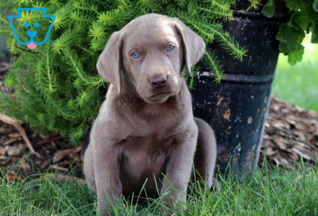 Adorable Silver Labrador Retriever puppy with soft silver coat and blue eyes sitting in the grass beside a rustic black flower pot. image
