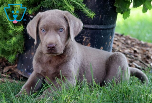 Sweet Silver Labrador Retriever puppy with striking blue eyes lying in the grass beside a rustic flower pot. image