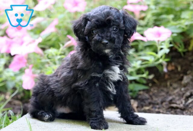 Billy Mini Poodle image