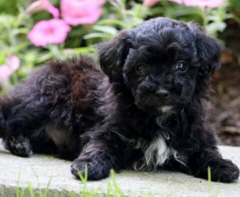 Billy Mini Poodle2