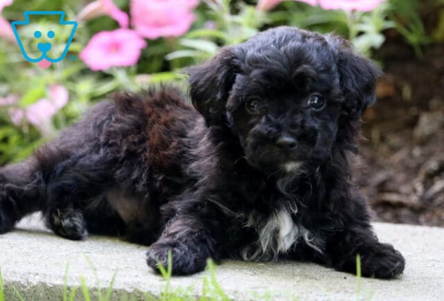 Billy Mini Poodle2 image
