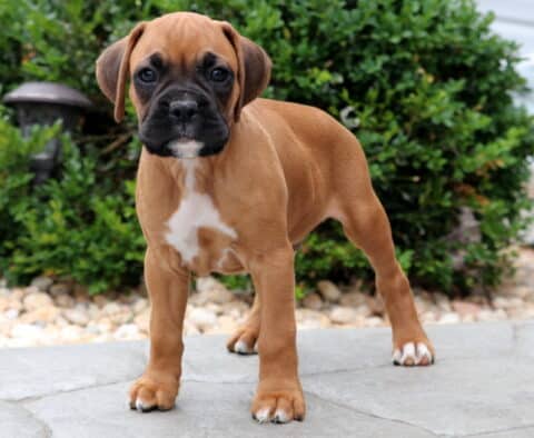 Fawn-colored Boxer puppy standing on a stone patio with a white patch on its chest and black mask around its eyes, looking alert and curious with greenery in the background.