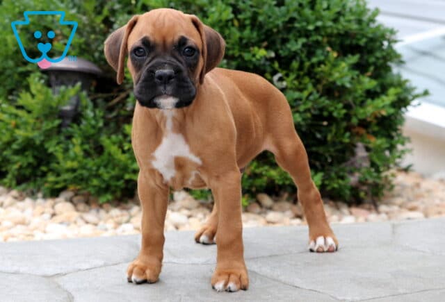 Fawn-colored Boxer puppy standing on a stone patio with a white patch on its chest and black mask around its eyes, looking alert and curious with greenery in the background. image
