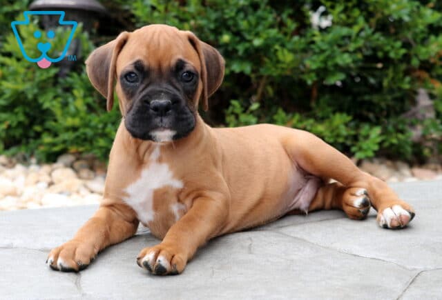 Relaxed Boxer puppy lying on a stone patio with front paws crossed, featuring a soft fawn coat, white chest marking, and a dark muzzle, surrounded by greenery. image