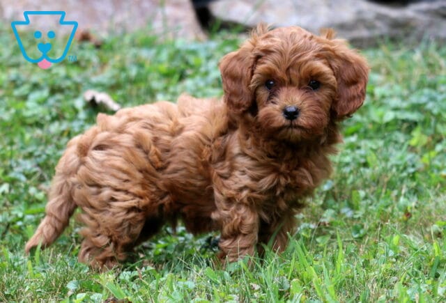 Biscuit Cavapoo image