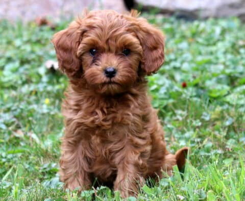 Biscuit Cavapoo2