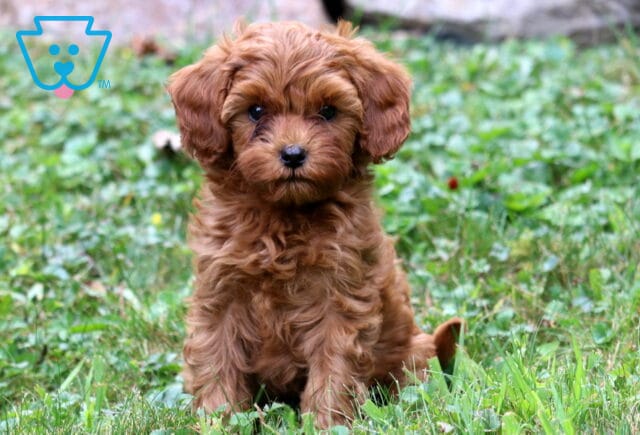 Biscuit Cavapoo2 image
