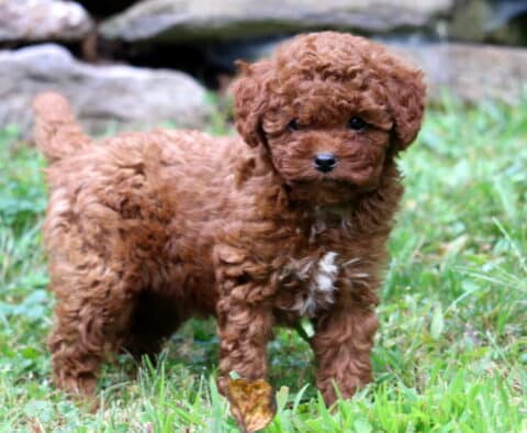 Blair Cavapoo2