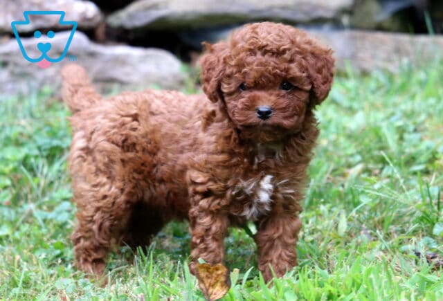 Blair Cavapoo2 image
