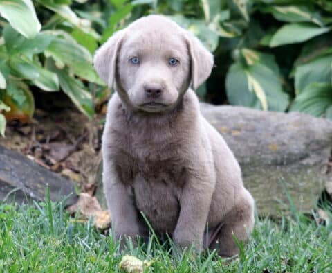 Bluey Silver Lab