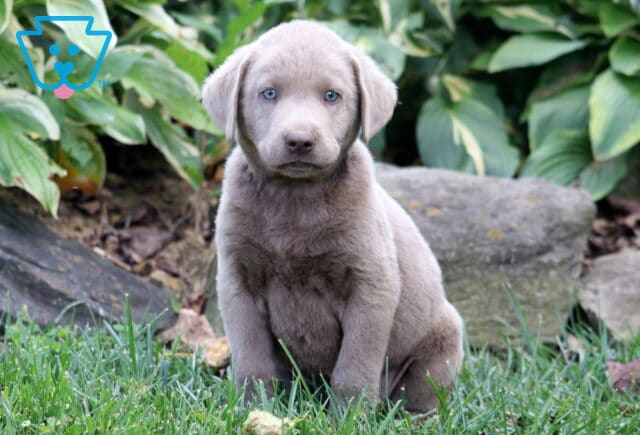 Bluey Silver Lab image