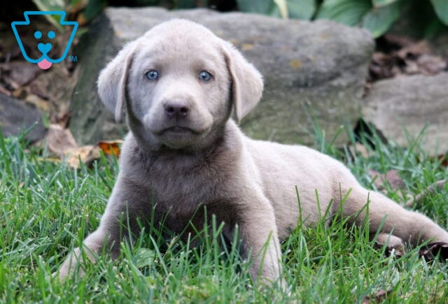 Bluey Silver Lab2 image
