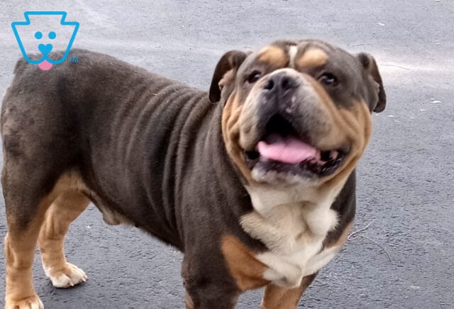 Bodybuilder's Fusion Olde English Bulldogge Jesse Esh image