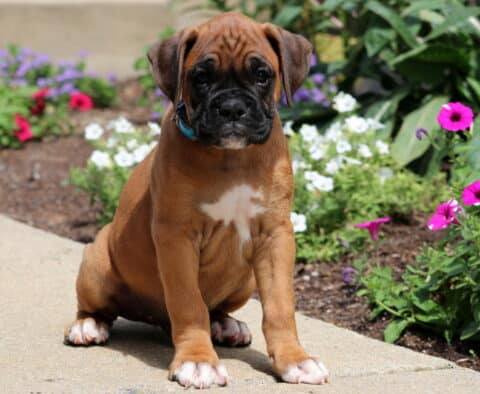 Bones Boxer