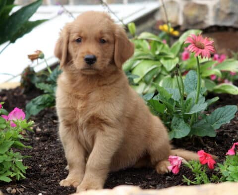 Boots Golden