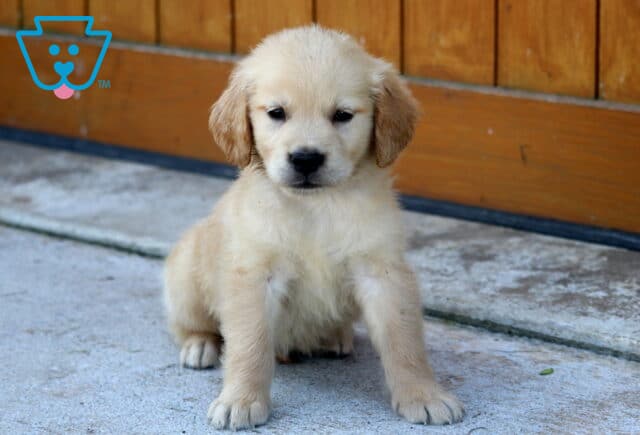 Golden Retriever puppy sitting on a concrete surface in front of a wooden fence, without a visible collar. image
