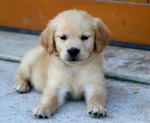 Golden Retriever puppy lying on a concrete surface in front of a wooden fence, without a collar.