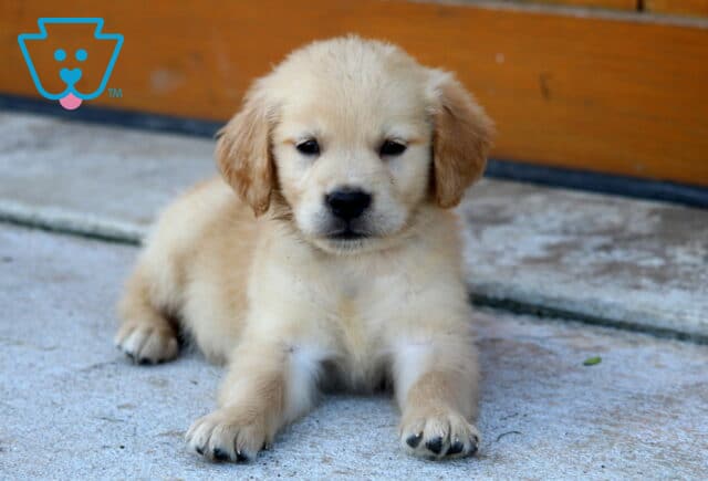 Golden Retriever puppy lying on a concrete surface in front of a wooden fence, without a collar. image