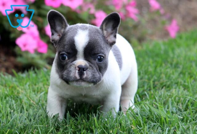White and gray French Bulldog puppy standing in green grass with pink flowers in the background, looking directly at the camera. image