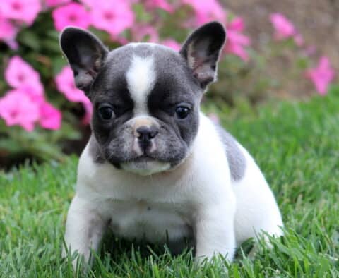 Gray and white French Bulldog puppy sitting in green grass with pink flowers in the background, facing the camera.