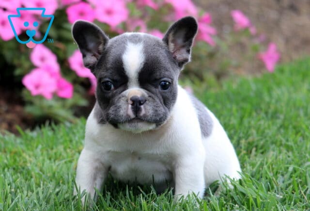 Gray and white French Bulldog puppy sitting in green grass with pink flowers in the background, facing the camera. image