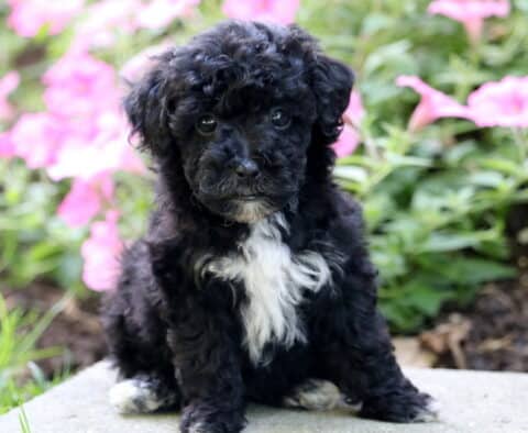 Boston Mini Poodle