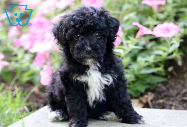 Boston Mini Poodle image