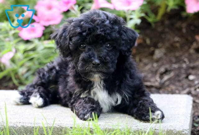 Boston Mini Poodle2 image