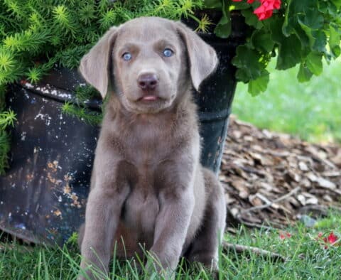 Brandy Lab