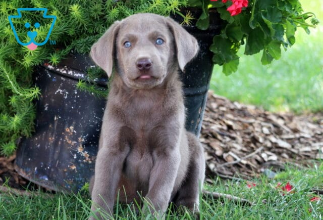 Silver Lab puppy with light blue eyes sitting upright in the grass near a flower pot. image