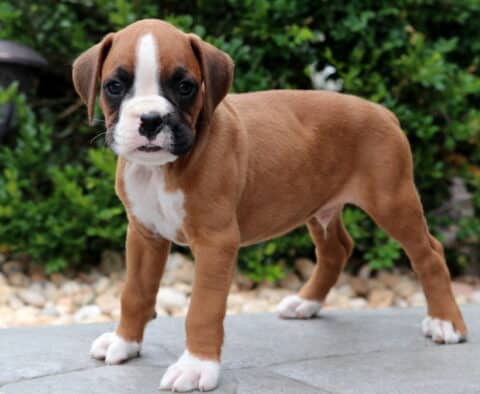 Boxer puppy standing with a confident stance on a stone patio, showing a white stripe down its face, white paws, and a curious expression, with green shrubs in the background.