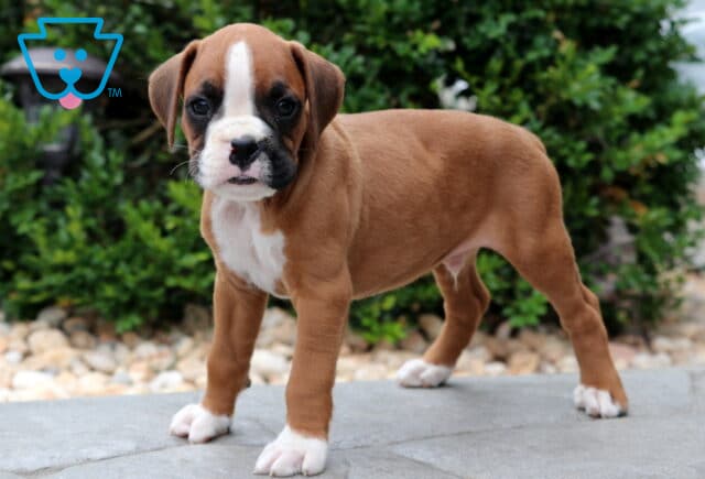 Boxer puppy standing with a confident stance on a stone patio, showing a white stripe down its face, white paws, and a curious expression, with green shrubs in the background. image
