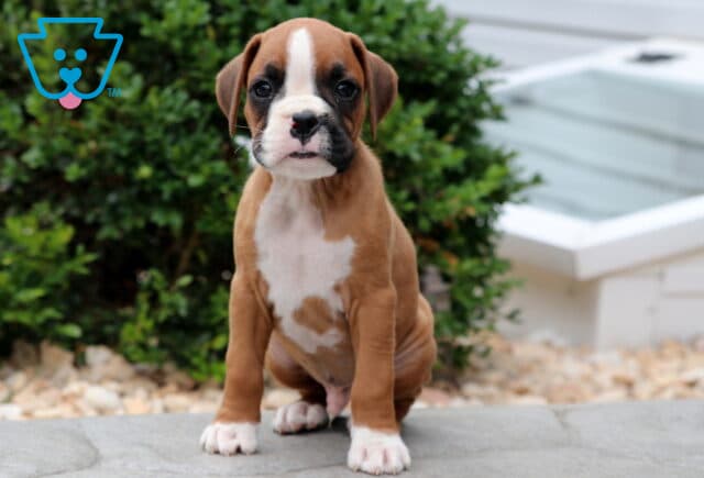 Cute Boxer puppy sitting on a stone surface with a white chest and a distinctive dark patch on the nose, looking directly at the camera with a sweet, steady gaze. image